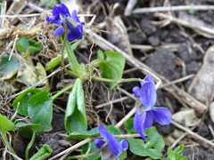 Viola odorata