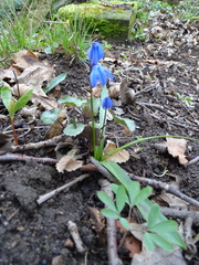 Scilla siberica
