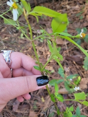 Bidens alba