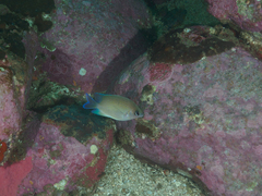 Mecaenichthys immaculatus