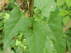 Centrosema sagittatum