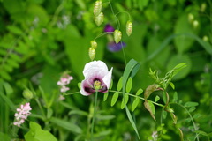 Papaver somniferum setigerum