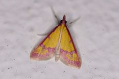 Choristostigma roseopennalis
