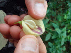 Centrosema sagittatum