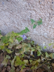 Maurandya antirrhiniflora
