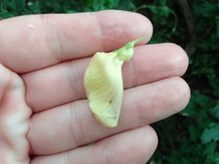 Centrosema sagittatum