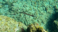 Aulostomus strigosus