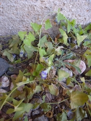 Maurandya antirrhiniflora