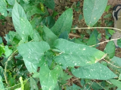 Centrosema sagittatum