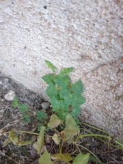 Maurandya antirrhiniflora