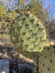 Opuntia phaeacantha