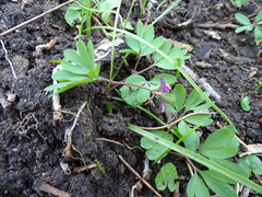 Corydalis intermedia