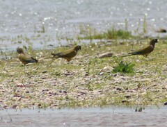 Cyanoliseus patagonus