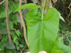 Centrosema sagittatum