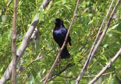 Molothrus bonariensis