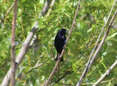 Molothrus bonariensis