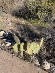 Opuntia phaeacantha
