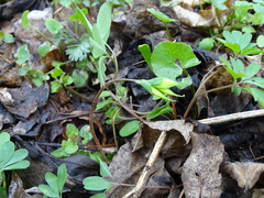 Corydalis intermedia