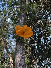 Cosmos sulphureus