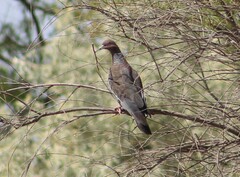 Patagioenas picazuro