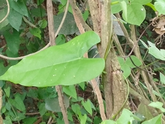 Centrosema sagittatum