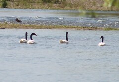 Cygnus melancoryphus