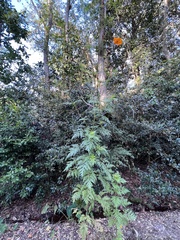 Cosmos sulphureus