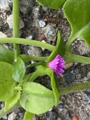 Mesembryanthemum cordifolium