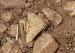 Pyrausta subsequalis