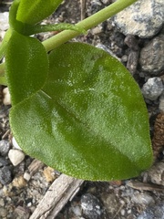 Mesembryanthemum cordifolium