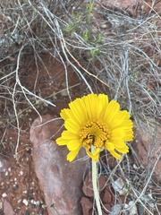 Baileya multiradiata