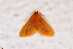 Eubaphe helveta