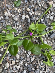 Mesembryanthemum cordifolium