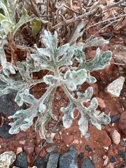 Baileya multiradiata