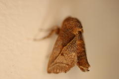 Anaxidia lozogramma
