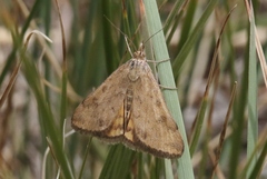 Pyrausta subsequalis