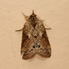 Nycteola indica