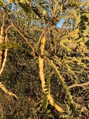 Prosopis velutina