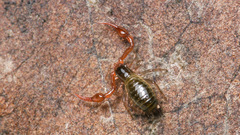 Neobisium