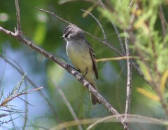 Serpophaga griseicapilla