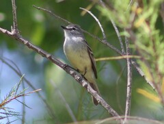 Serpophaga griseicapilla