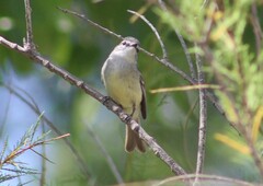 Serpophaga griseicapilla