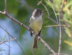 Serpophaga griseicapilla