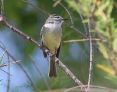 Serpophaga griseicapilla