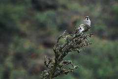 Passer rufocinctus