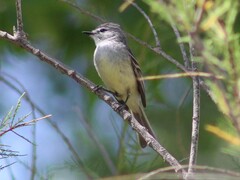 Serpophaga griseicapilla