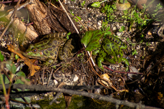 Pelophylax kurtmuelleri