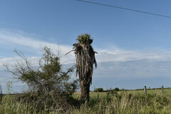 Phoenix canariensis