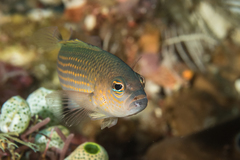 Pseudochromis flavopunctatus