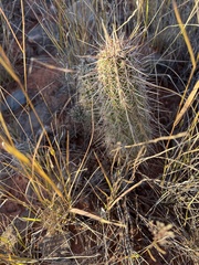 Echinocereus engelmannii fasciculatus